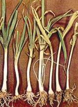 Nitrogen deficiency. Calcium (Ca) In onions, appears as die back of young leaves without prior yellowing, or death of a short length of leaf causing the distal part to collapse and die.