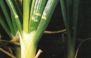 9 Calcium deficiency; die back of young leaves without yellowing, or death of short length of leaf causing distal part to topple over and die* 10 Calcium deficiency; leek leaves chlorosis from tips