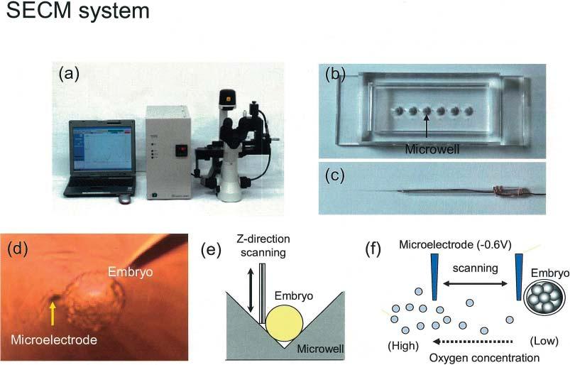 Utsunomiya, et al. 3 Fig. 1. The SECM system (a), a plate with microwells (b), and a microelectrode (c) for measurement of respiration activity of embryos.