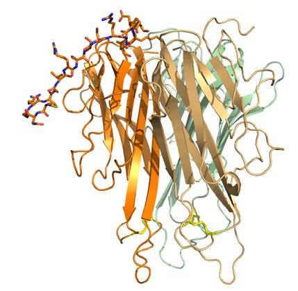 NGR-hTNF: a selective vascular targeting agent Recombinant fusion trimeric protein: