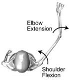 Elbow Ulno-Humeral and
