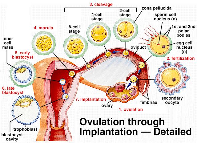 readies uterus to receive developing embryo. If not pregnant, corpus luteum degenerates; lower hormone levels cause uterine lining to break down.
