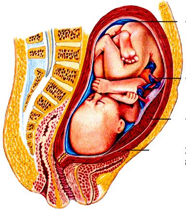 Just before birth, the growing baby's head exerts pressure against the cervix.