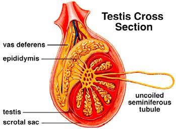 TESTES The testes (sometimes still called "testicles" Testes actually comes from the latin word meaning "witness") Testes are paired organs that develop from gonads within abdomen of fetus.