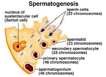 Sperm is composed of three parts: HEAD, MIDDLE PIECE, and TAIL. In the middle piece are numerous MITOCHONDRIA which provide energy for sperm movement.