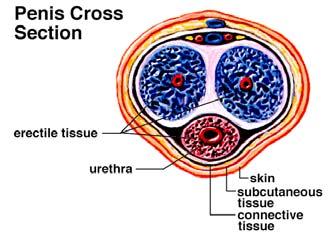SPERMATOGENESIS is development of sperm; involves meiosis (cell division that reduces the number of chromosomes by half).