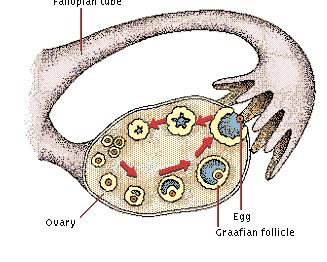 oocyte (egg) is called OVULATION. Ovaries contain FOLLICLES containing oocyte plus surrounding FOLLICLE CELLS.