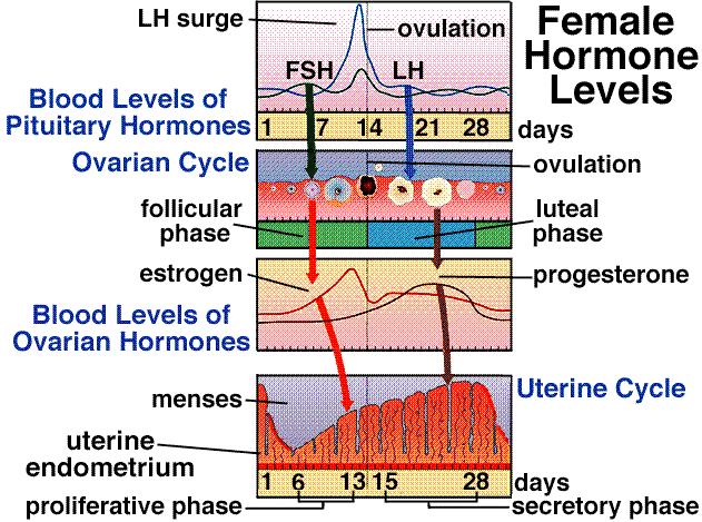 secretions of LH, causing corpus luteum to degenerate. As luteal phase ends, menstruation occurs. As corpus luteum degenerates, progesterone secretion decreases.