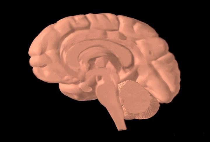Prefrontal cortex Dopamine Reward Pathway (Schwartz-Bloom: www.nida.nih.