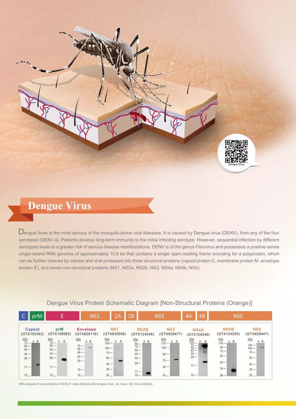 Dengue fever is the most serious of the mosquito-borne viral diseases. t is caused by Dengue virus (DENV), from any of the four serotypes (DEN1-4).