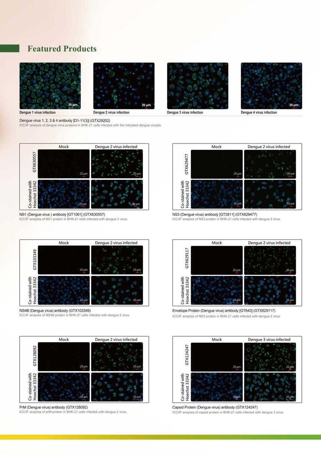 Featured Products Dengue 1 virus Dengue 2 virus Dengue 3 virus Dengue 4 virus Dengue virus 1, 2, 3 &4 antibody [01-11(3)] (GTX29202) CC/F analysis of dengue virus proteins in BHK-21 cells infected