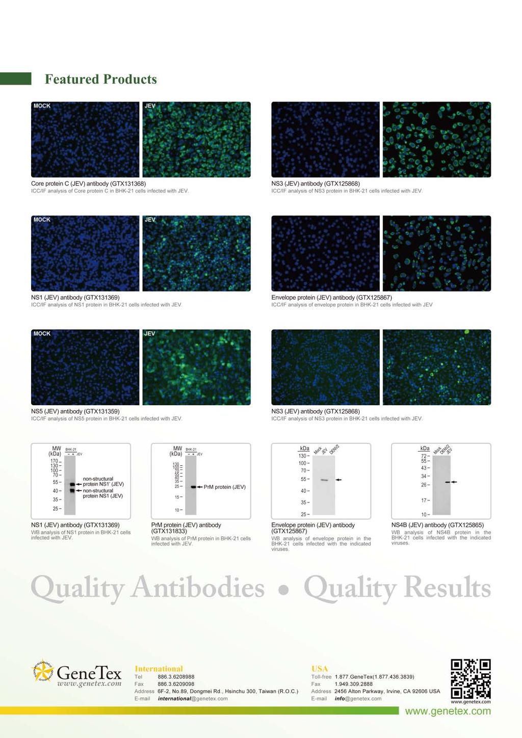 Featured Products Core protein C (JEV) antibody (GTX131368) CC/F analysis of Core protein C in BHK-21 cells infected with JEV.