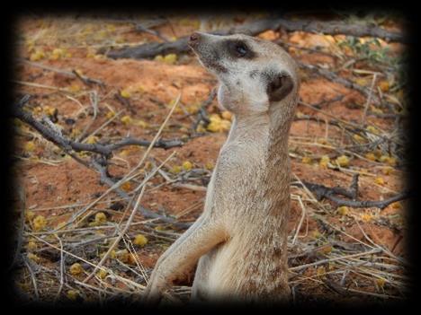 5 OTHER RESEARCH DEVELOPMENTS Photo credit: Charlene Clarke TB in Meerkats TB in meerkats is caused by the novel Mycobacterium tuberculosis complex member, M. suricattae.