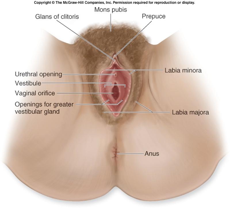 Female External Sxs Vulva [=pudendum] Mons pubis Fat pad above pubis Labia majora Large folds covered with hair Labia minora Small