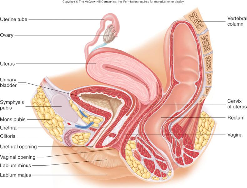 Internal Sxs - Female Vagina Canal ( 3 inches long) extends from cervix to outside Fxs Pathway for fetus during
