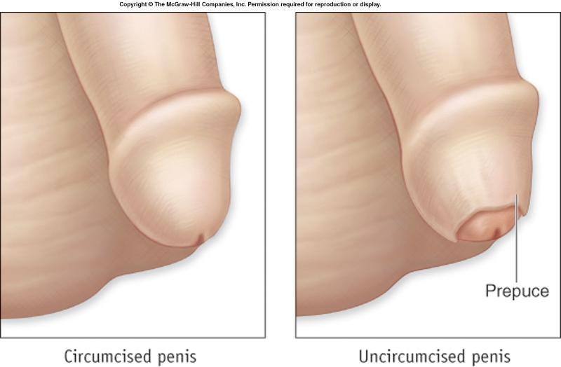 attached skin Glans penis