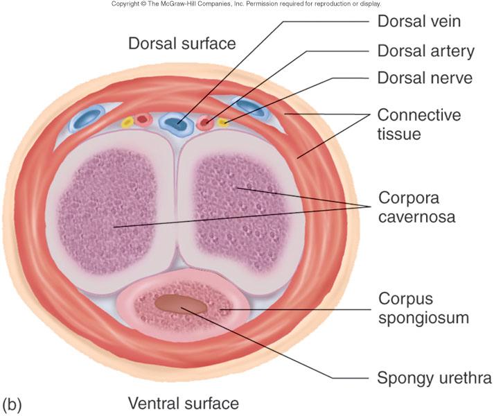 X-section of penis Blood sinuses Corpus spongiosum Surrounds