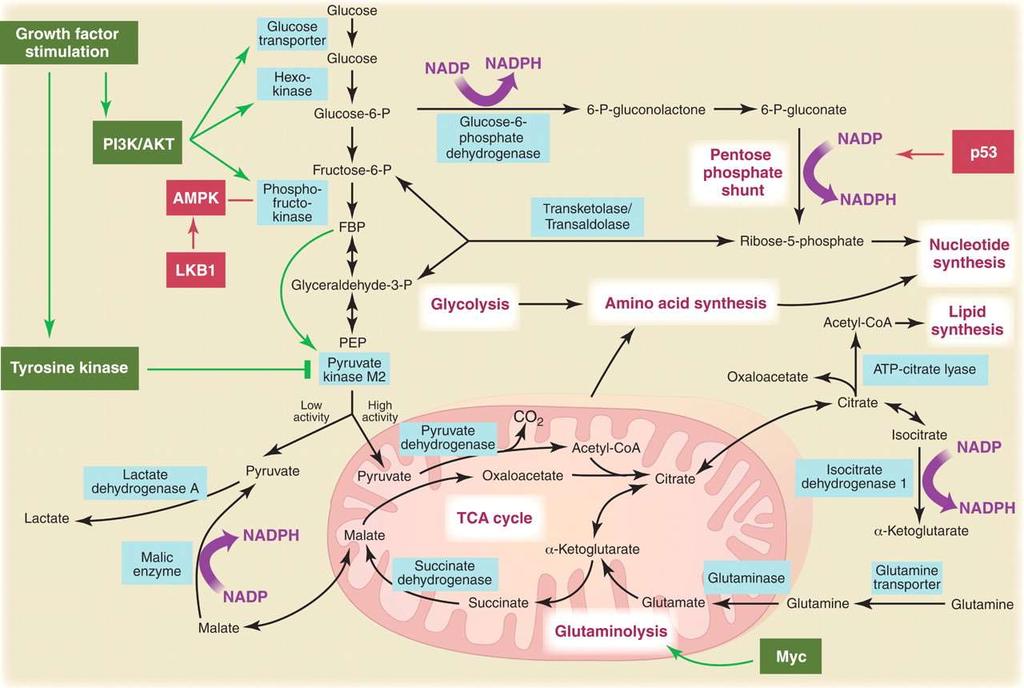 Fig. 3 Metabolic pathways active in proliferating cells are directly controlled by signaling pathways involving