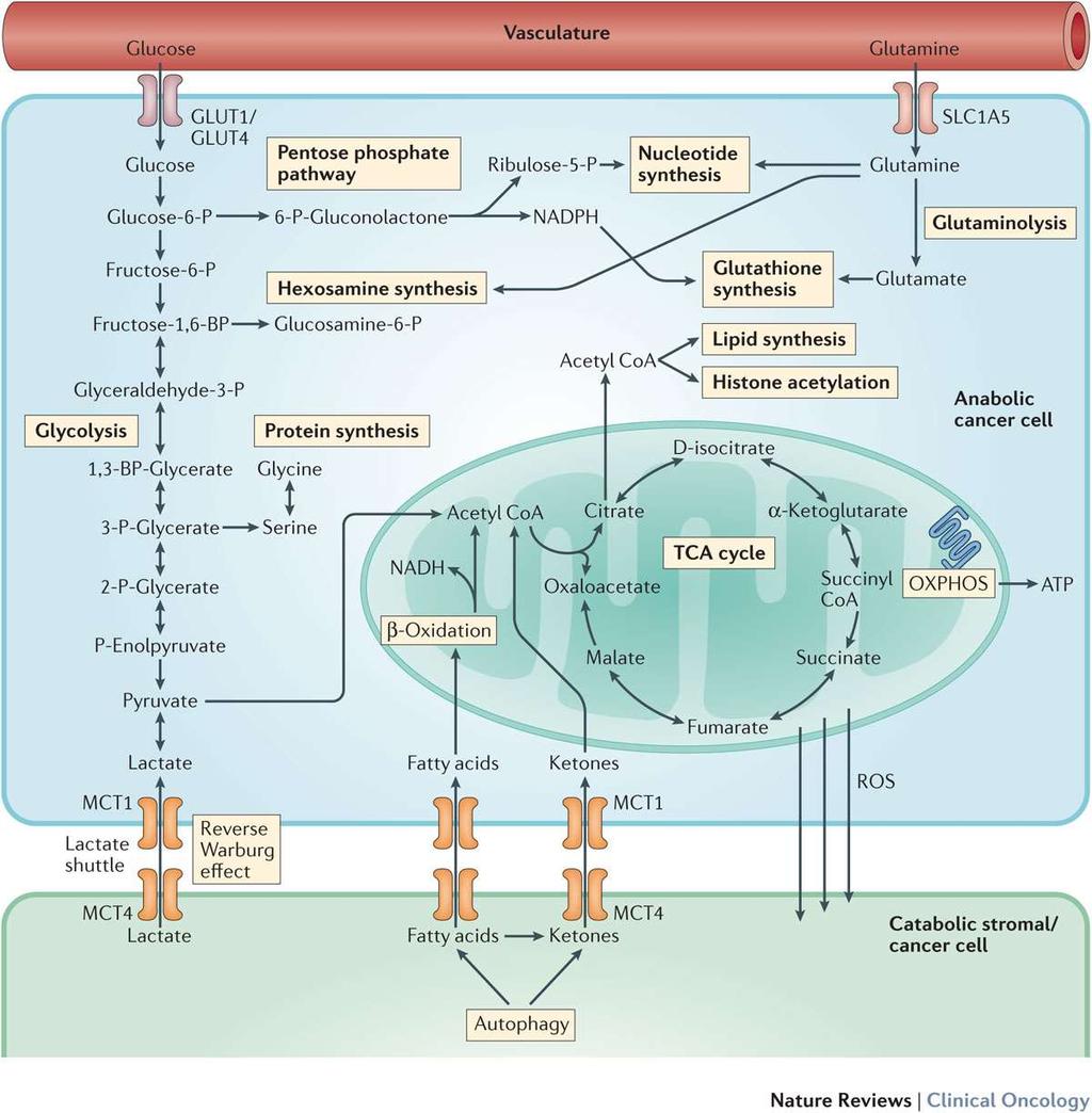 Metabolic adaptations of cancer cells Martinez-Outschoorn, U. E. et al.
