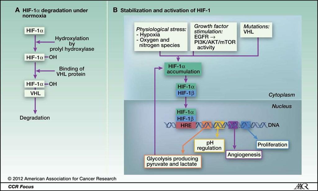 HIF-1 Pathway Meijer T W et al.