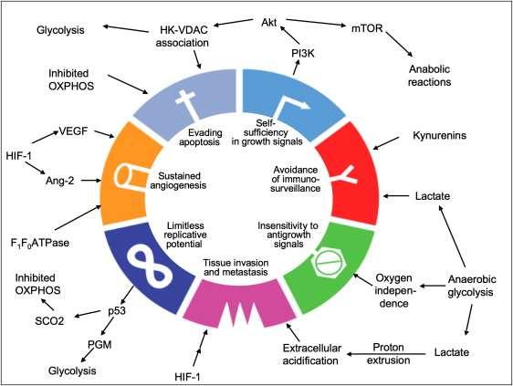 The Seven Hallmarks of Cancer and Their Links to Tumor Metabolism The hypothetical links between different metabolic alterations and the seven nonmetabolic characteristics of neoplasia (circle) are
