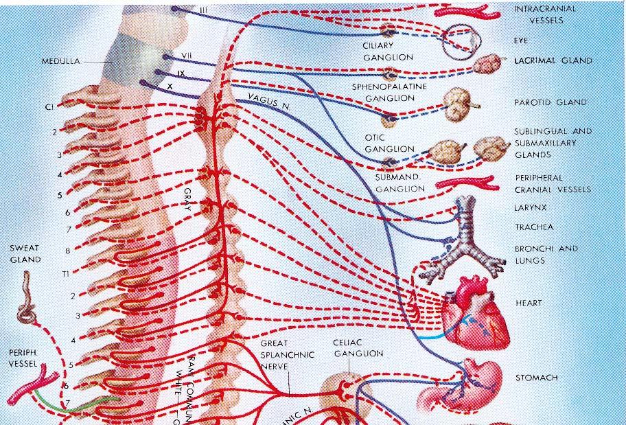 The autonomic Nervous System (ANS)
