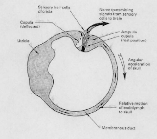 Movement of fluid in Semi-circular