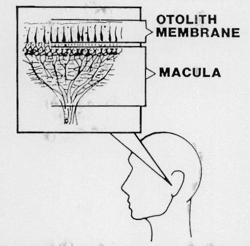 Function of otoliths