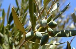46. OLIVE TREE (Olea Europaea) In the wild, the olive tree can be found as a bush, but if cultivated, it can grow up to 10m in height. It is a tree with a large number of thin branches.