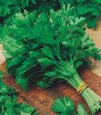 48. PARSLEY (Petroselinum Hortense) Parsley is a perennial herb with thin, white, carrot-like roots. Its stem is smooth and slightly grooved and its leaves are jagged.