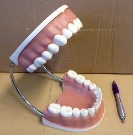 MODELS & DISPLAYS Large Jaw and Toothbrush B19575, B49557, B61137, B49639 A