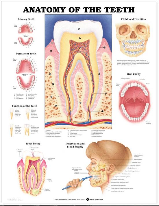 including cavities and advanced periodontitis.