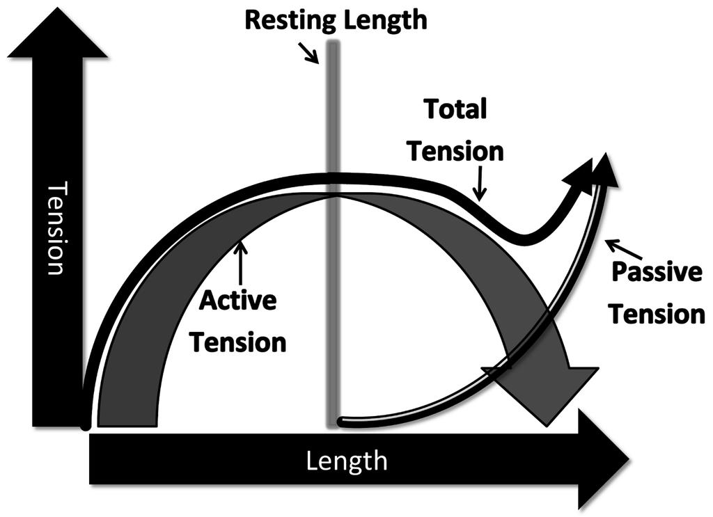 STRENGTH CURVE This refers to how your strength changes throughout the range of motion of a given