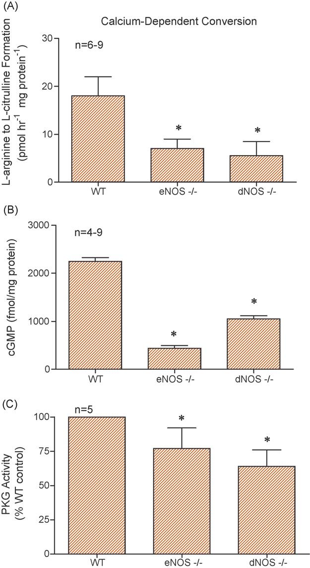 european urology 51 (2007) 1732 1740 1735 Fig. 2 (A) RhoA activation and (B) Rho-kinase activity in WT, enos S/S, and dnos S/S mouse penes; n indicates number of tissue samples; * p < 0.