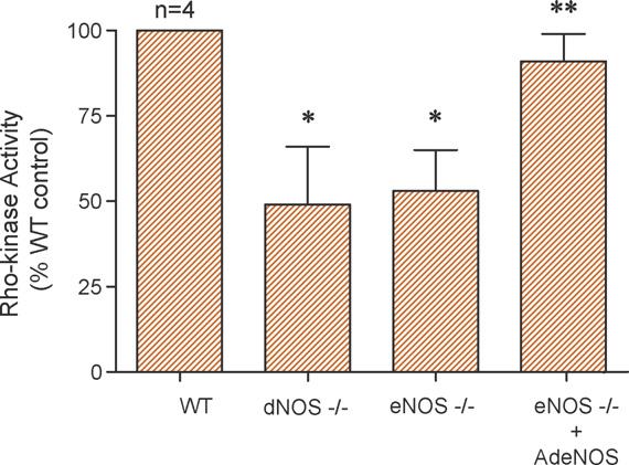 intracavernous administration of AdCMVeNOS. n indicates number of tissue samples; * p < 0.05 when compared to WT; ** p < 0.05 when compared to enos S/S and dnos S/S mice.