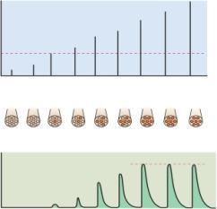 0 Sarcomere length (µm) before stimulation 11-1 11-2 Behavior of Whole Muscles Phases of twitch contraction threshold - minimum voltage necessary to generate an action potential in the muscle fiber