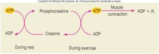 of respiration Glycogen fatty acids - using oxygen from lactic acid Myoglobin - ATP is system used up quickly until (anaerobic