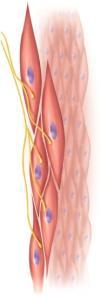 2 Types of Smooth Muscle multiunit smooth muscle occurs in some of the largest arteries and pulmonary air passages, in piloerector muscles of hair follicle, and in the iris of the eye Single neuron