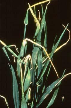 Symptoms Cereals Slight Moderate Severe Limpness or wilting at mid-tillering. x Limpness or wilting at stem elongation. x x Pale yellow, curled young leaves at tillering.