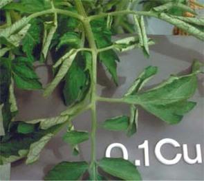 Copper Deficiency Tomatoes Copper Water Source (%) soluble Copper sulfate 22.5 Yes Copper ammonium phosphate 30.