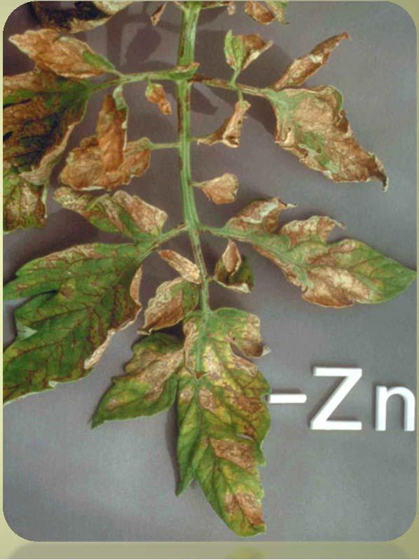 Zn taken up as Zn ++ but also as (ZnCl) + and Zn-chelates Zn is mostly immobile in the plant Plant Functions of Zn Aids in the