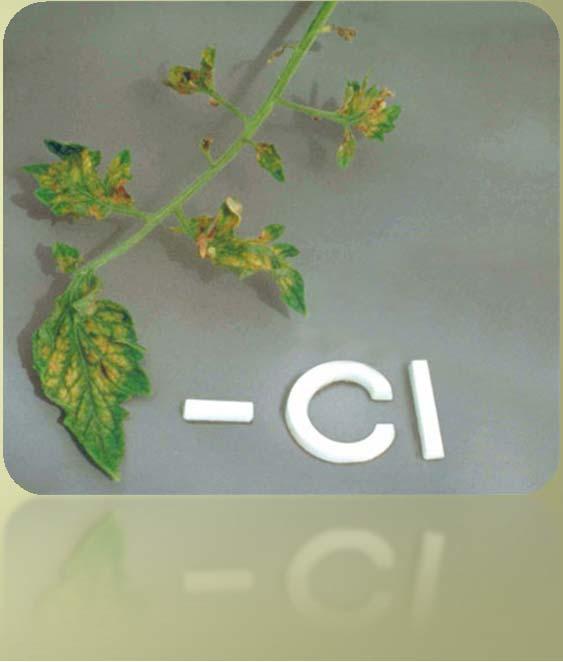 The leaves have abnormal shapes, with distinct interveinal chlorosis. The most common symptoms of Clo deficiency are chlorosis and wilting of the young leaves.