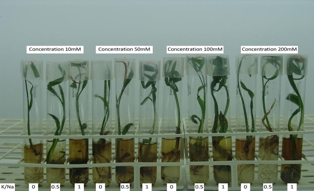 Page 7 of 9 Fig. 5 Effects of salinity and on date palm cv. Barhi seedlings in vitro citrus and grapevine, Cl is regarded as more toxic than Na + [24].