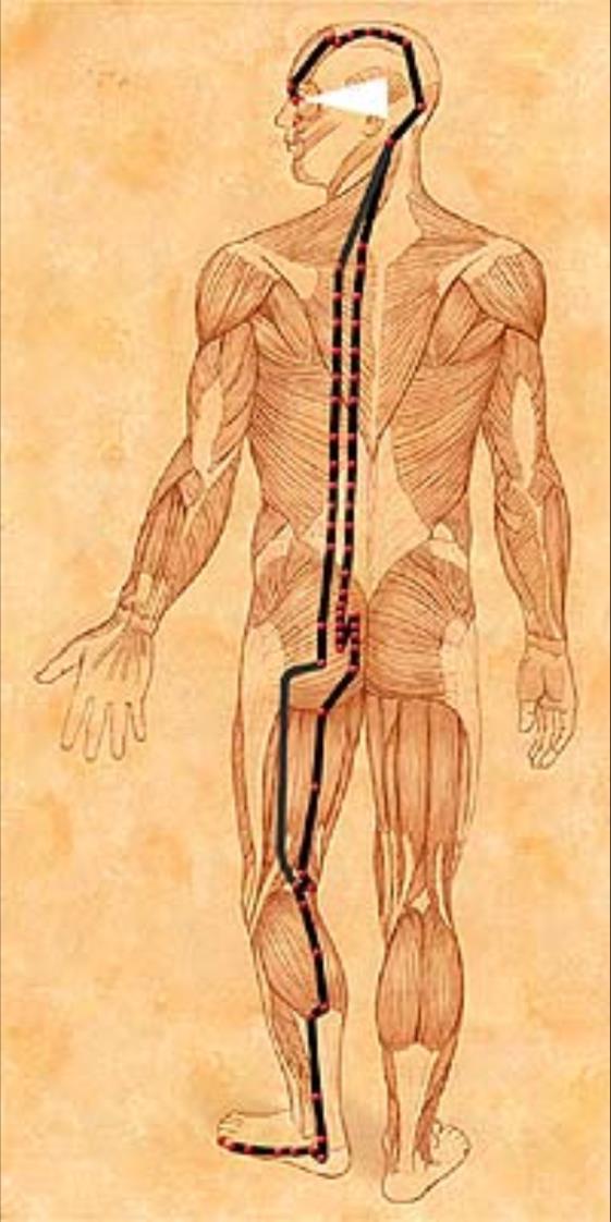 Eye Brow Point (BL-2) BL Meridian bilateral energy flow begins at inside corner of eye, runs up forehead, around head, down neck, down side of the spine, down back of leg and off