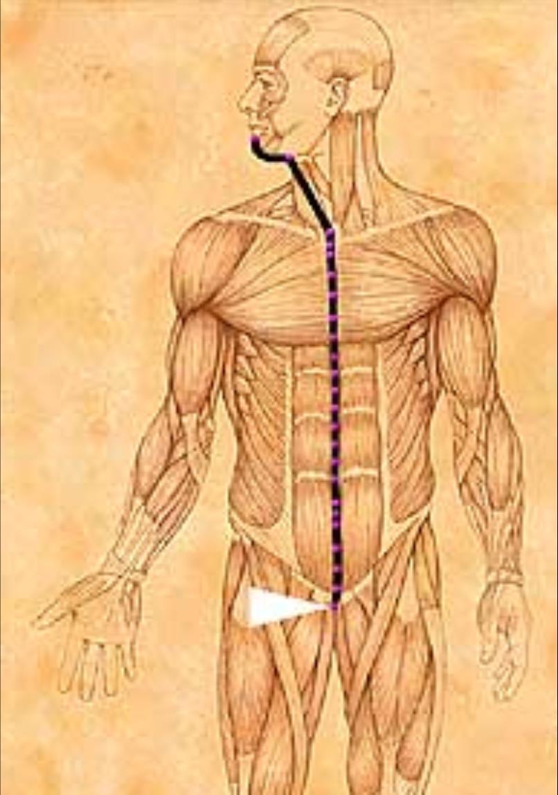 Chin Point (CO-24) CO Meridian midline energy flow begins in center of pelvic bone, travels straight