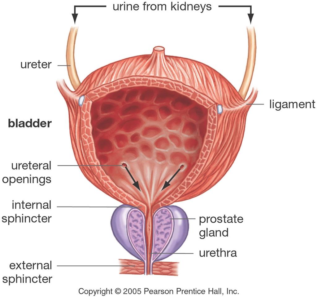 Bladder The urine goes from the kidneys into the ureters then to the bladder where it is stored until it can be released through the urethra.