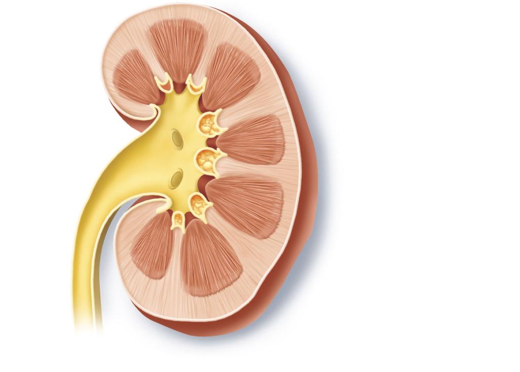The Regions of the Kidneys Each kidney has three regions: Figure 16.3b Structure of the kidney Renal cortex 1. Renal cortex 2. Renal medulla 3.