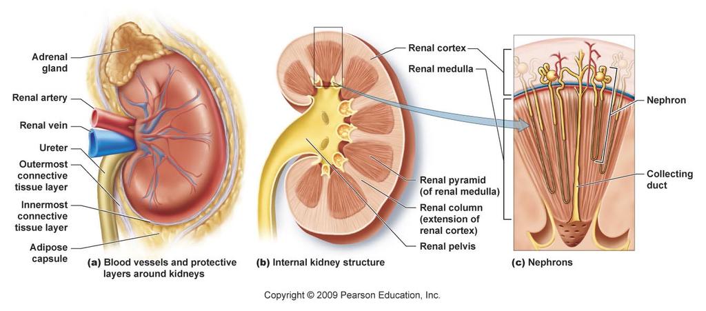 The Nephron Glomerular capsule The Nephron Glomerular Capillaries Afferent Efferent Distal at start of (incoming) (outgoing) convoluted