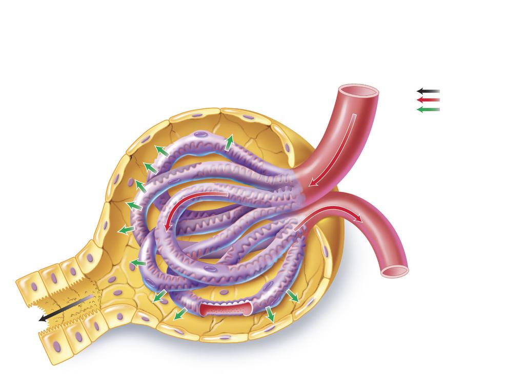 The Nephron The Nephron Path of filtrate Path of blood Movement of water and small solutes Glomerulus Glomerular capsule Space within the glomerular capsule Afferent (incoming) arteriole