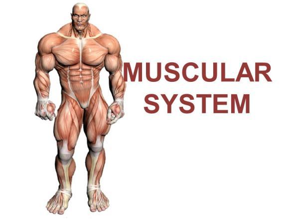 Chapter CHAPTER 8 8 The Muscular System College Prep